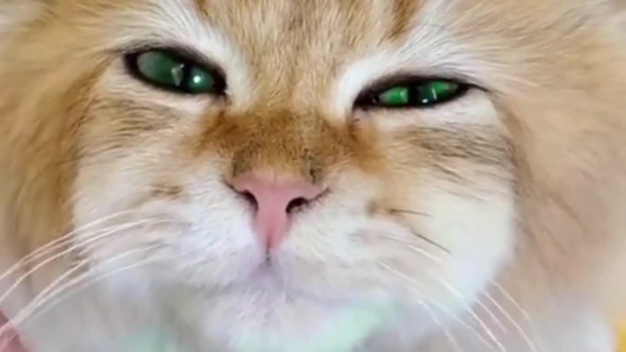 Cute dressed cat