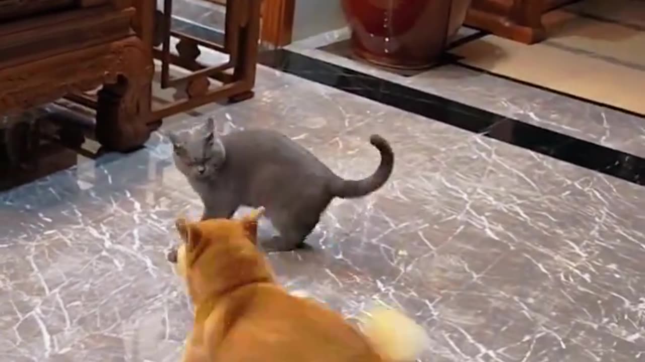 Dogo dances in front of Cat 😂