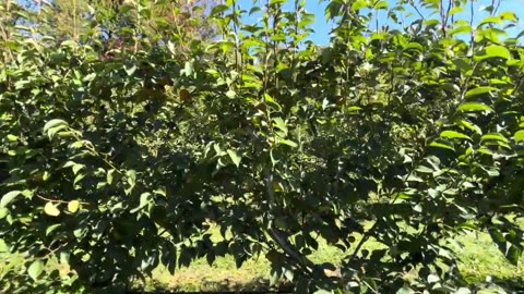 Olympic Pears Orchard Farm