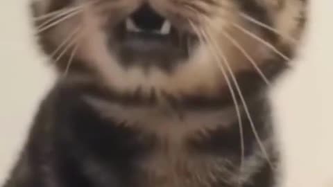 Best Funny Animal Videos Of The 2023 🤣