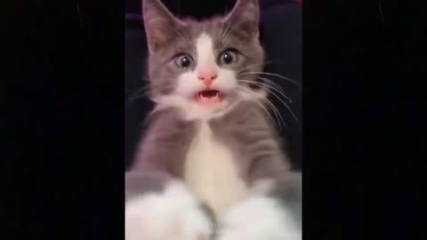 Baby Cats - Cute and Funny Cat Videos Compilation #2 |