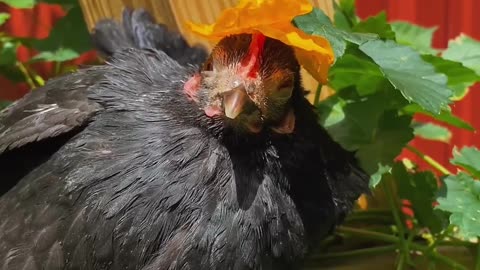 Cute Happy Farm Chicken gets a Flower Hat!