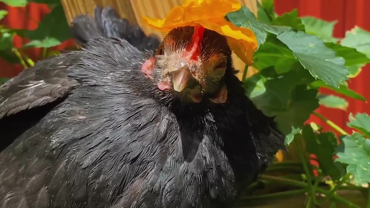 Cute Happy Farm Chicken gets a Flower Hat!