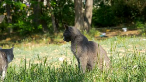 Smokey Cat