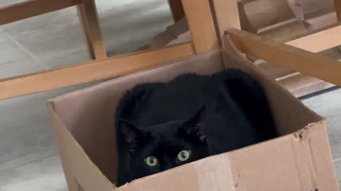 Cute Precious Piper is Sweetness in a Box - Adopting a Cat from a Shelter Vlog