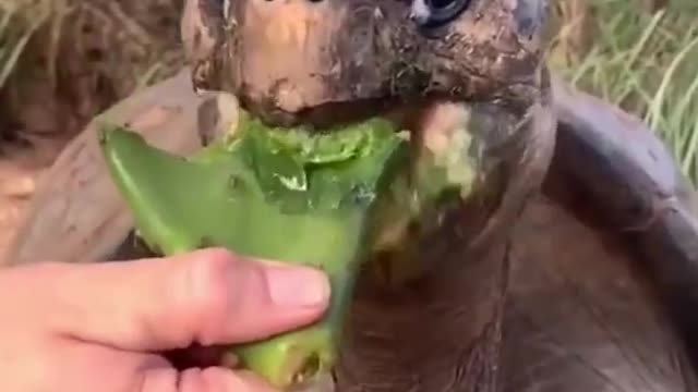Funny Animals