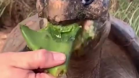 Funny Animals