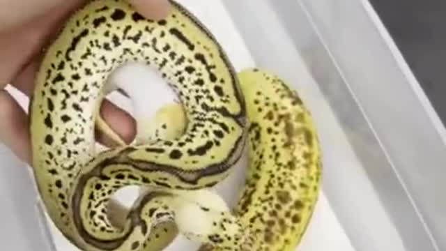 snake looks like a banana