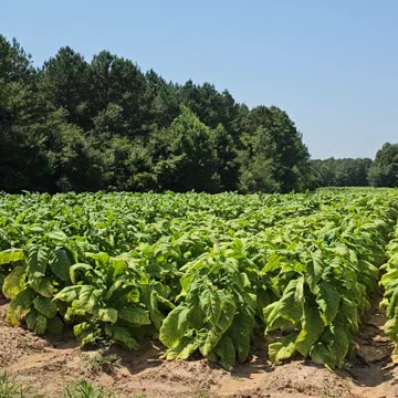 🚬 El au naturel Wacky-Backy🚬