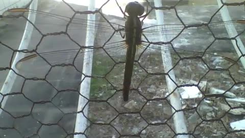 Pretty green and brown dragonfly is seen in the window grille [Nature & Animals]