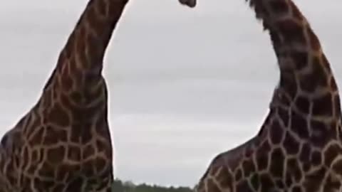 The Fascinating Secret Behind Giraffes Towering Necks