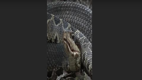 Snake eating another snake.snake vs snake.