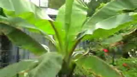 Sanela Sanela - Lapi Crazy Style