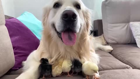 Adorable Golden Retriever and Cute Baby Chicks