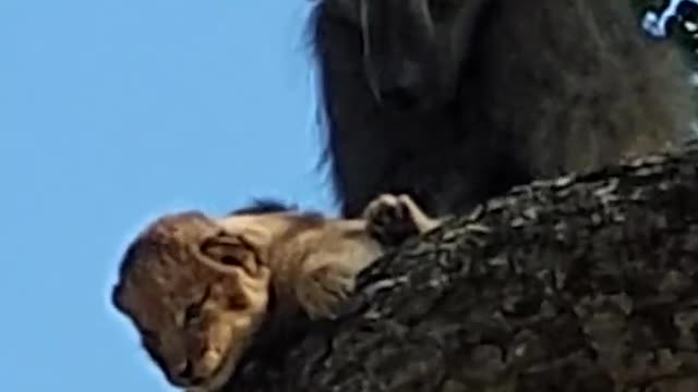 A Baboon kidnaps Lions Cub