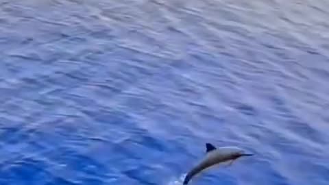 Fish Jumping in Sea