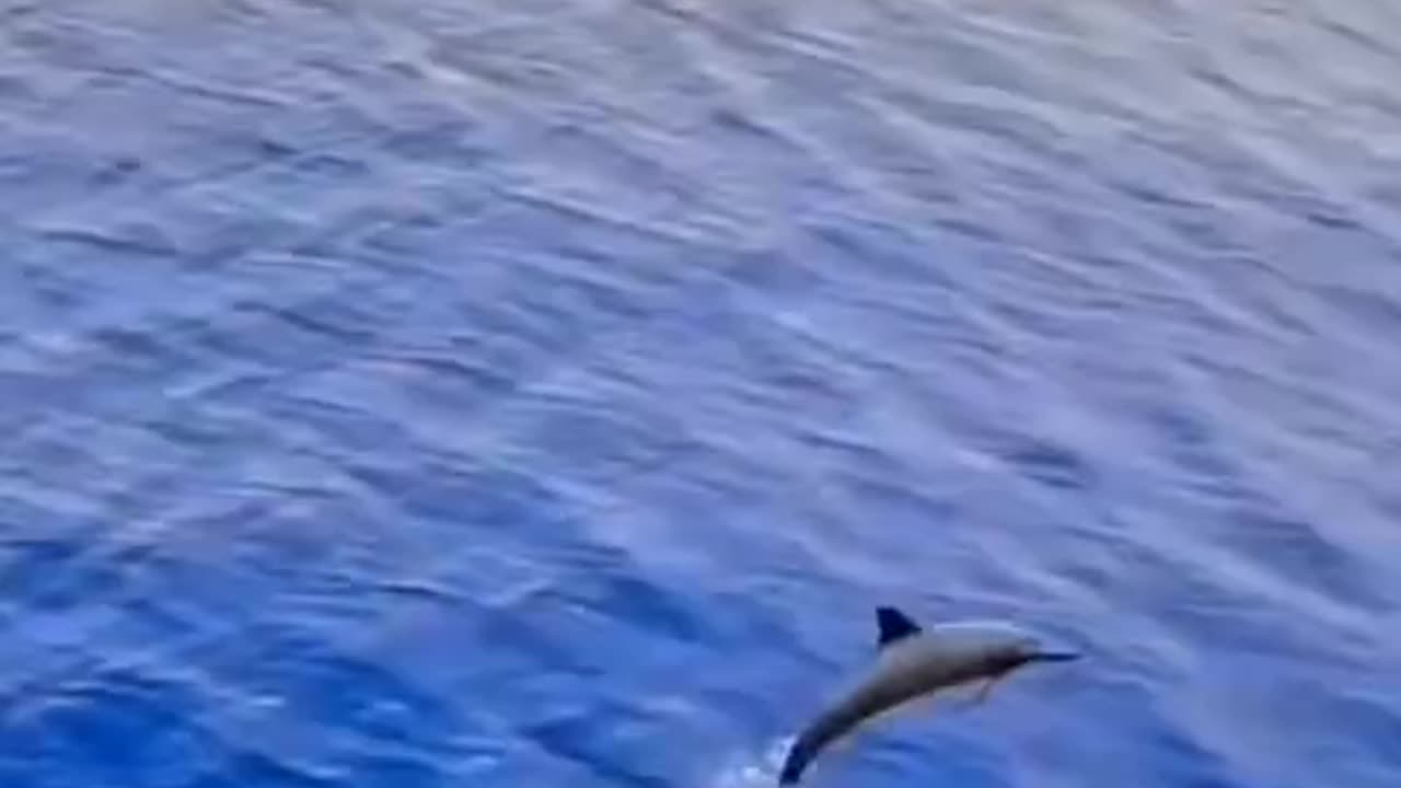 Fish Jumping in Sea