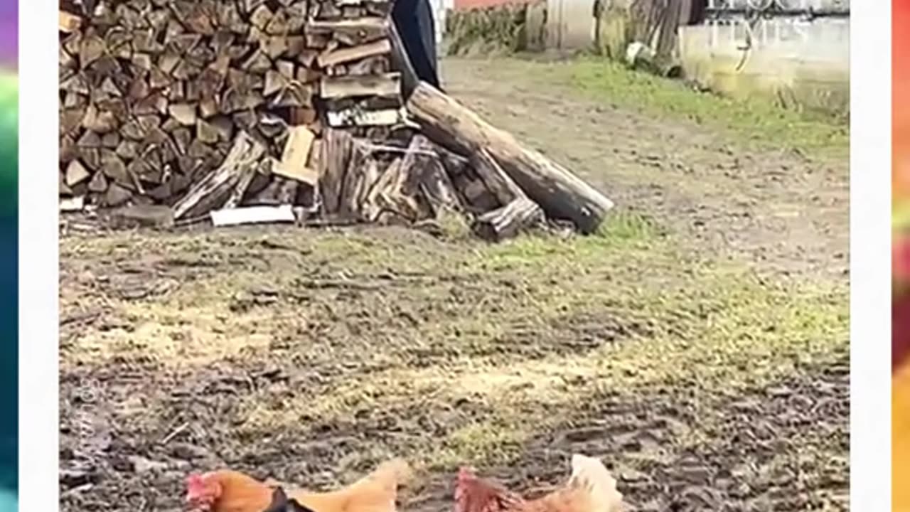 Two Chickens Team up to Fight a Cat Such a great chickens teamwork.