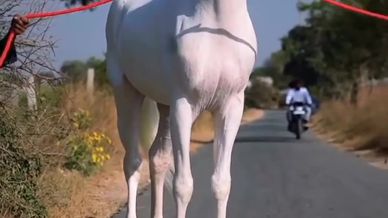 White beauty Horse