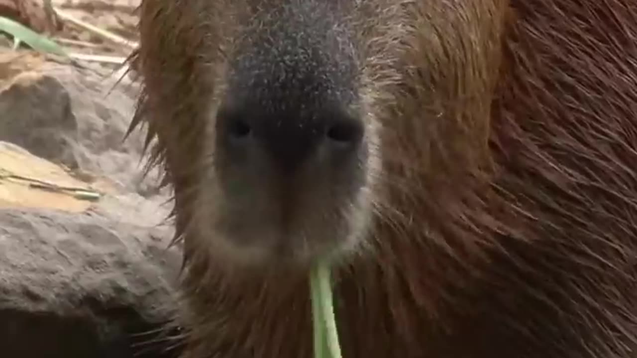 World’s Chillest Animal- Capybara
