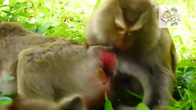 Chimpanzee_mating_نكاح_القردة