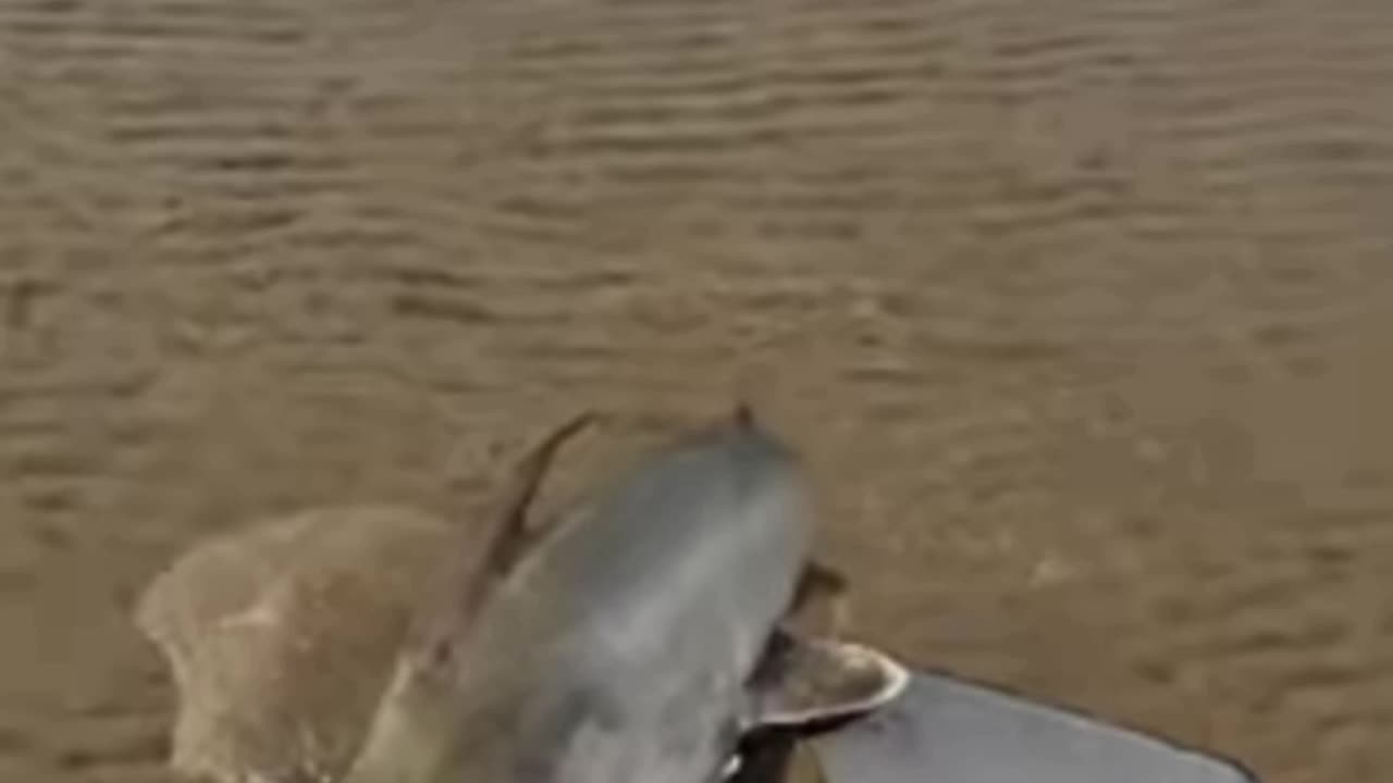 Baby Shark rescued