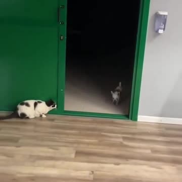Funny cat & dog fun