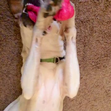 Talking To Missy, Then She Realizes She’s On Camera ☺️