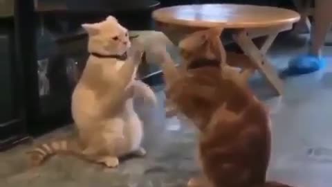 Cat 's Play - Watch This