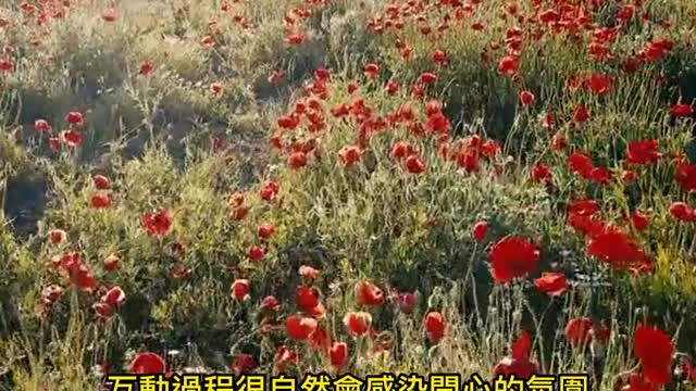 植物療癒! 養花蒔草有益心理健康