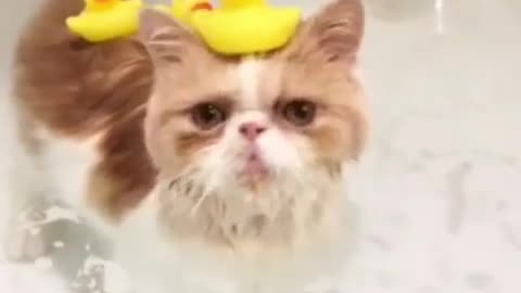 Cats like to bathe