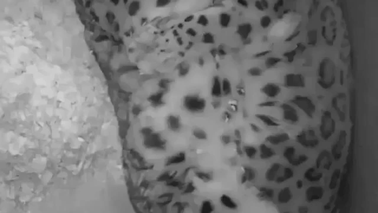 Cuddle Session #shorts #shortvideo #video #virals #videoviral