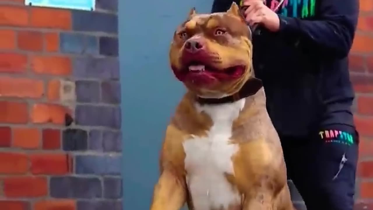 Dangerous_dog__#dog_#shorts