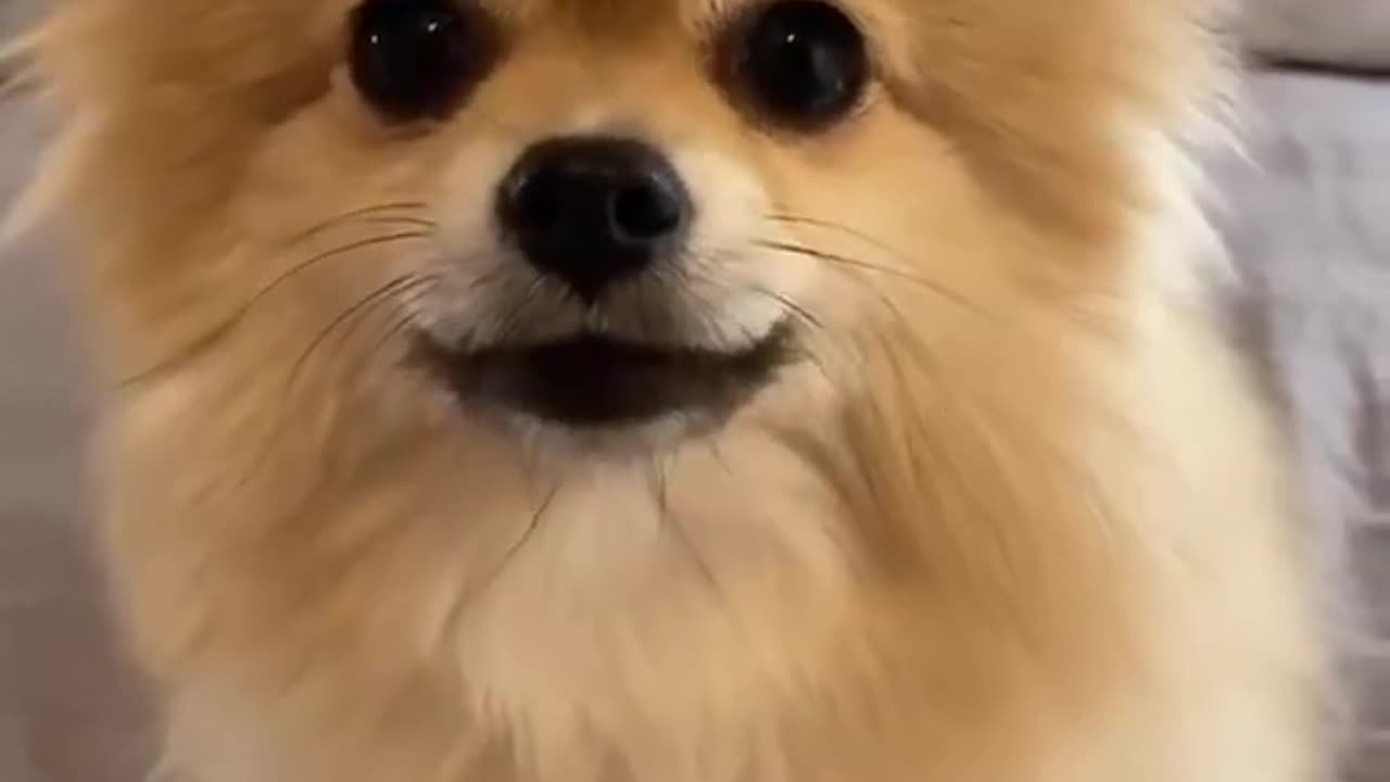 Cute Animal reaction