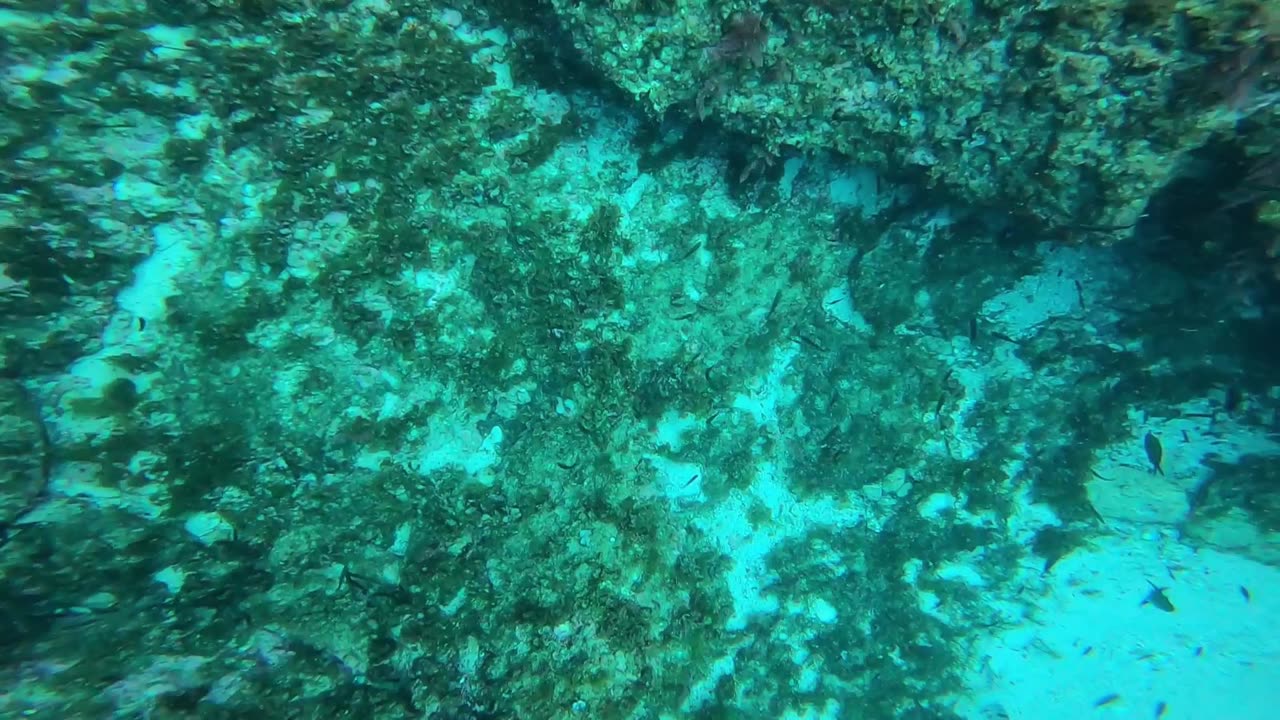 Mallorca Dive