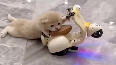 Cute cat riding a bike