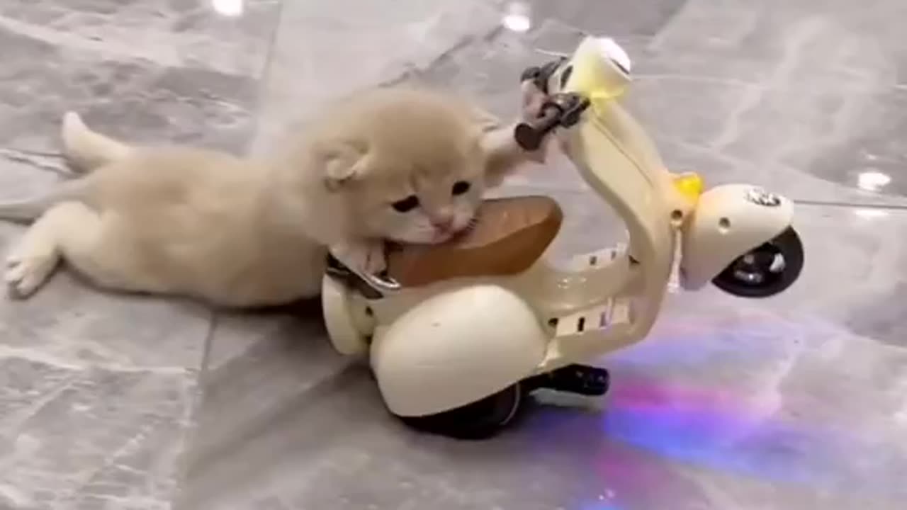 Cute cat riding a bike