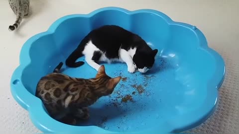 Bengal Kittens Try CatNip For The First Time