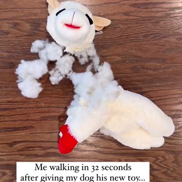 A lamp chop toy is retired daily.