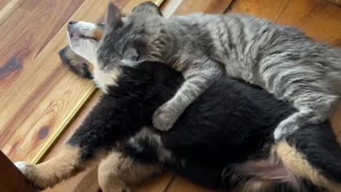 Love Bites!