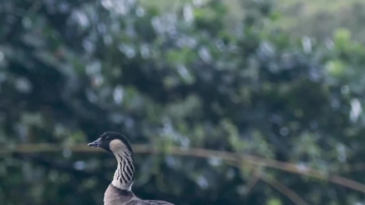 Birds with his chick