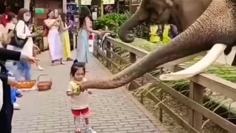 elephant got fun with little cute girl