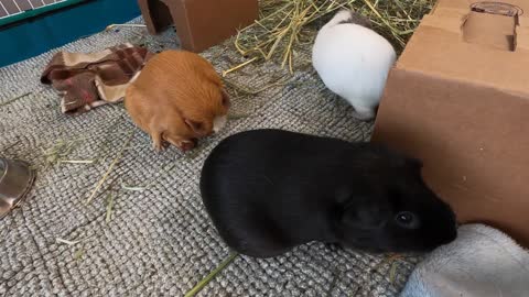 Best guinea pig noises of the wheek!