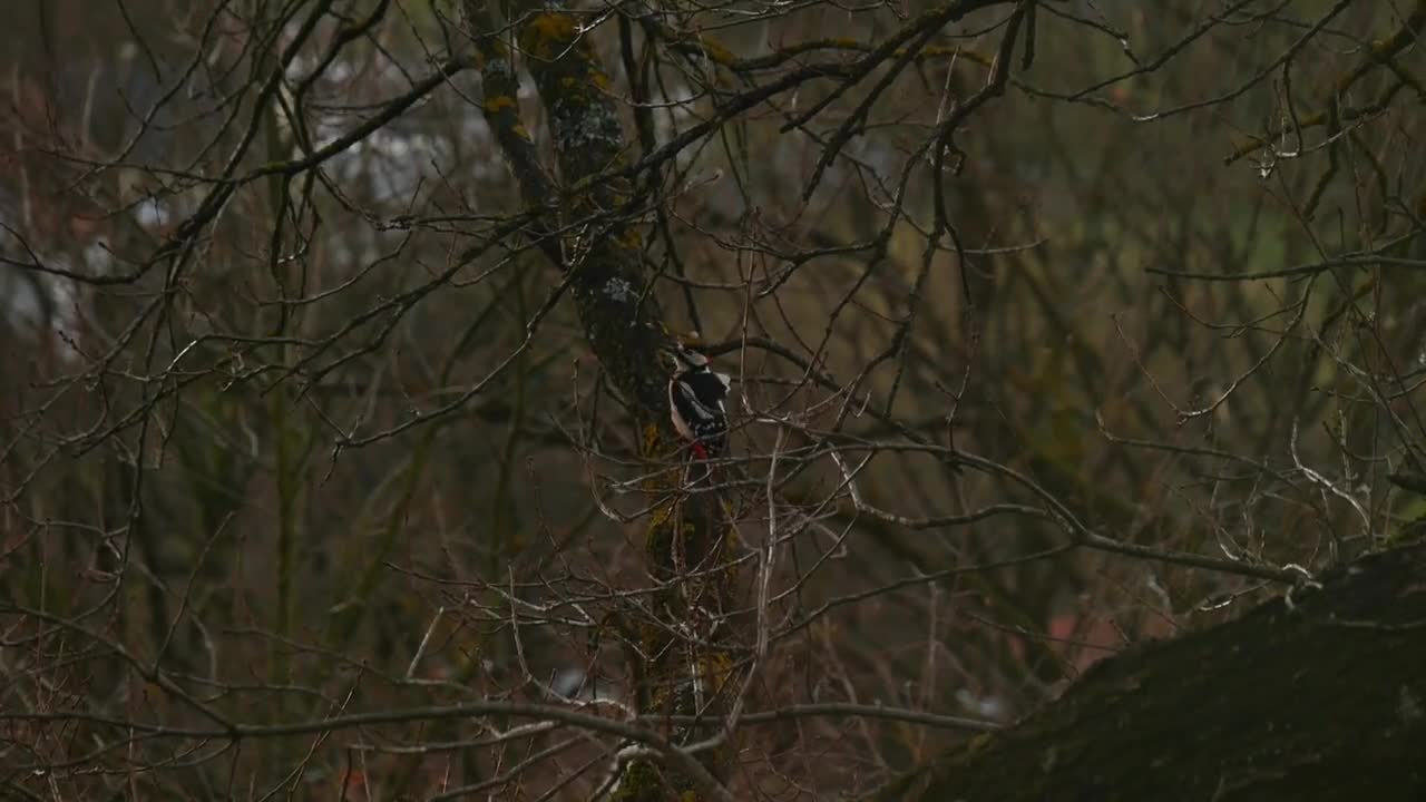 Woodpecker Bird Black Red White Animal World