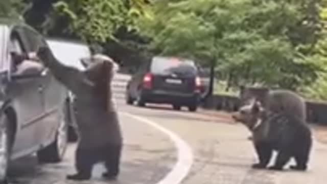 Man gets high five from bear while crossing road