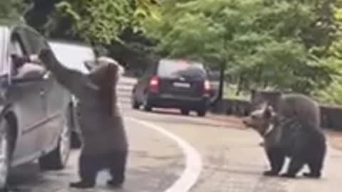 Man gets high five from bear while crossing road