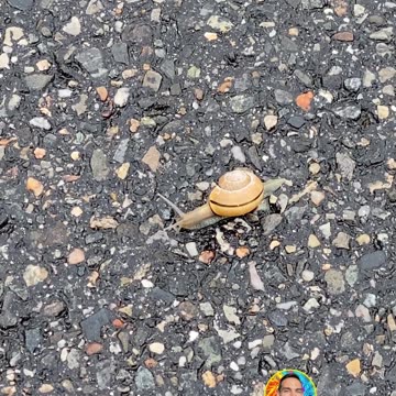 WORKING AT A SNAIL'S PACE!