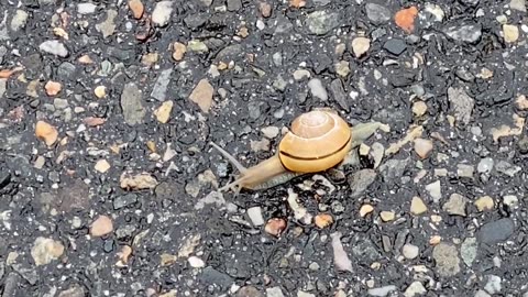 WORKING AT A SNAIL'S PACE!