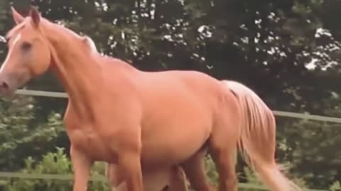 When This Woman Saw What Her Horse Gave Birth To, She Couldn't Stop Screaming!