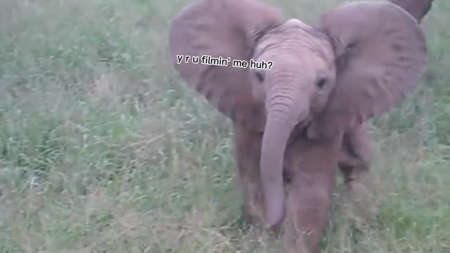 Cute aggressive baby elephant 🥰 | funny moment